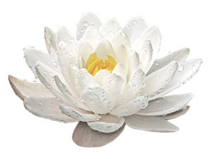 Lone, pure white lotus blossom with a center of multiple, bright golden stigmas. The blossom has water droplets on all the petals. Fresh looking.