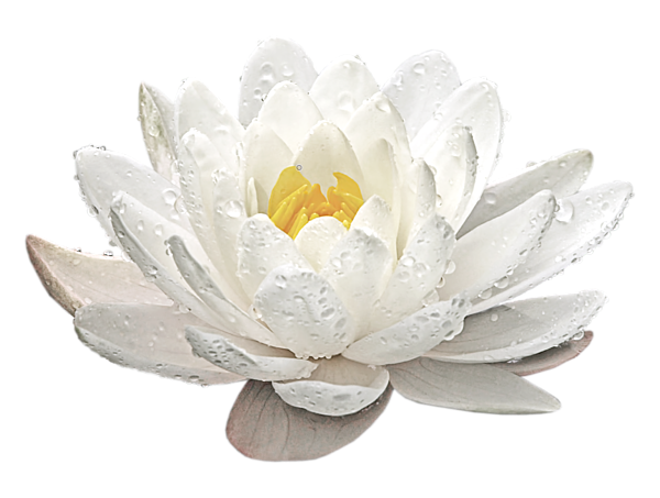 Lone, pure white lotus blossom with a center of multiple, bright golden stigmas. The blossom has water droplets on all the petals. Fresh looking.